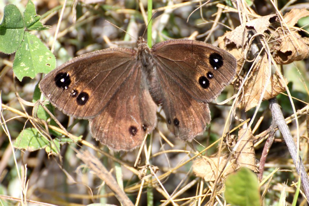 Satyrus ferula? S